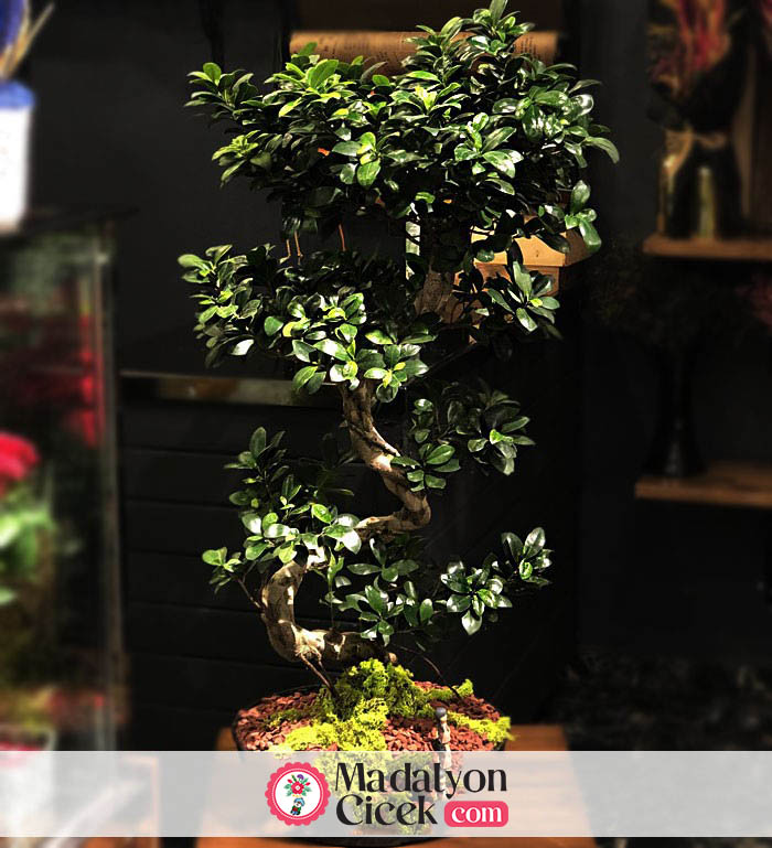 buyuk-boy-bonsai-ginseng